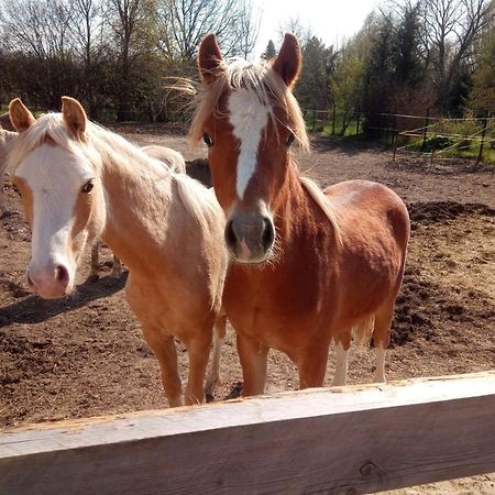 Ferienwohnung Alte Molkerei Bad Sulza Zewnętrze zdjęcie